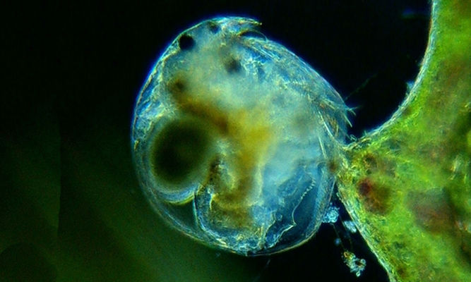 Zooplankton : Chydorus sphaericus - Water Flea - Pani Poka (পানি পোকা)