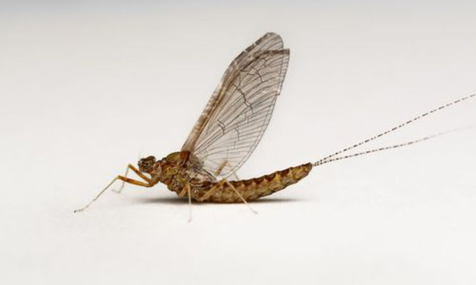 Insects : Cloeon sp - -