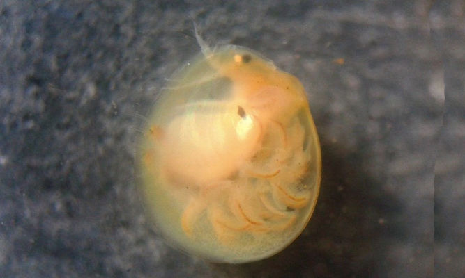 Zooplankton : Cyclestheria hislopi - Clam Shrimp - Pani Poka (পানি পোকা)