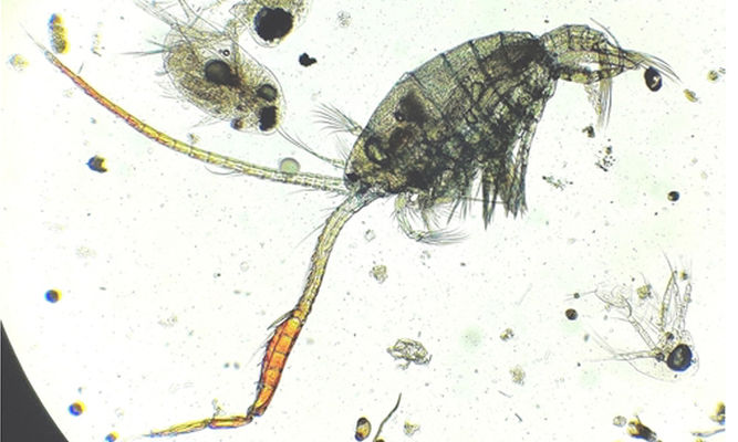 Zooplankton : Eudiaptomus gracilis - Tiny Watercritter - Diaptomus (ডায়াপটোমাস)