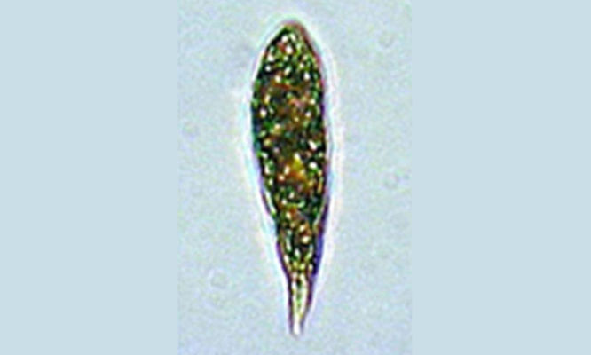 Phytoplankton : Euglena mangini - -