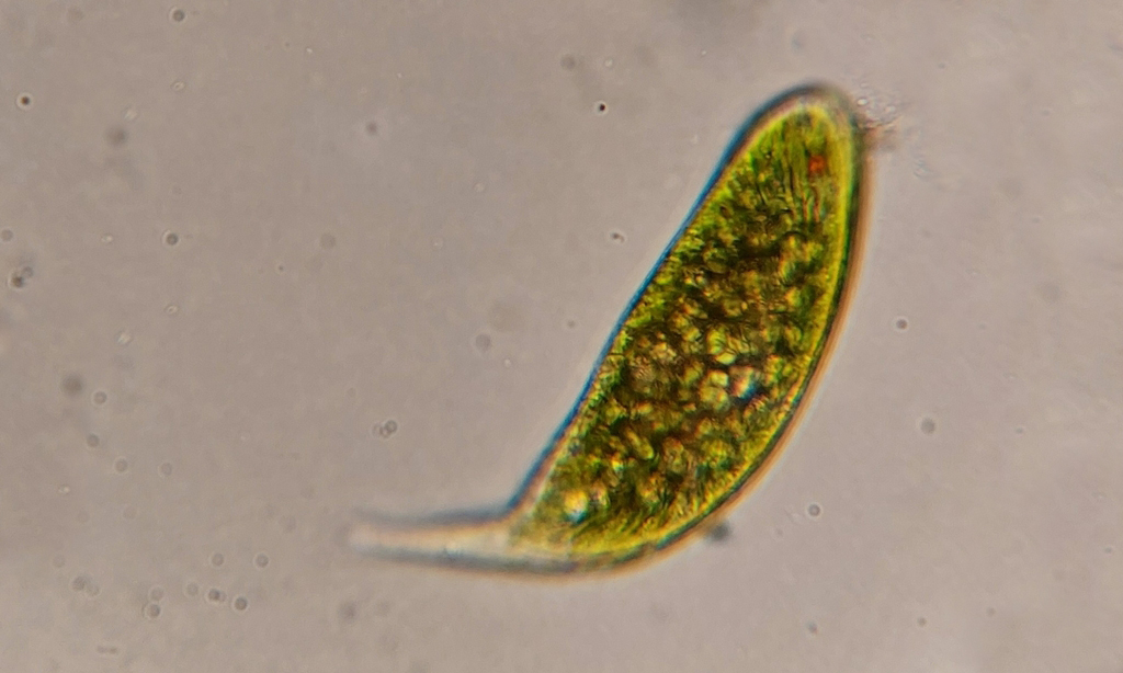 Phytoplankton : Euglena splendens - -
