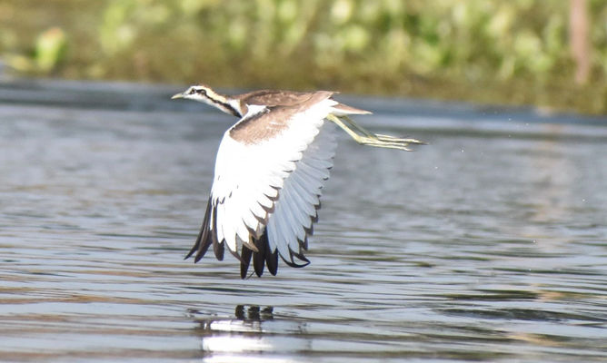 birds : Hydrophasianus chirurgus - Pheasant-tailed Jacana - Jolmayur (জল ময়ূুর, Neu Pipi (নেউ পিপি)