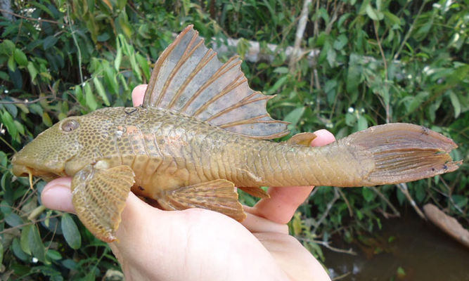 exoticbonyfish : Hypostomus plecostomus - Suckermouth catfish - Sucker fish (সাকার ফিশ), Rohinga mach (রোহিঙ্গা মাছ)