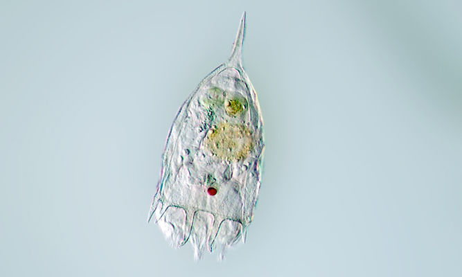 Zooplankton : Keratella sp. - -