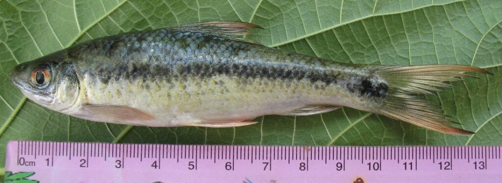 indigenousbonyfish : Labeo angra - Angra labeo - Angra rui (আংরা রুই), Angrot (আংরোট), Kharish (খারিশ)