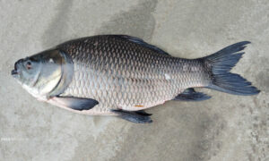 Bonyfish : Labeo catla