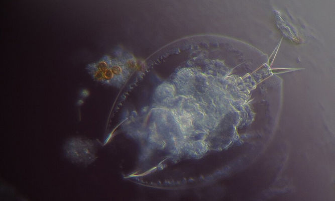 Zooplankton : Lepadella sp. - -