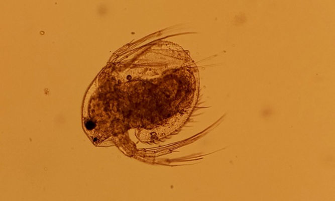 Zooplankton : Macrothrix laticornis - Water Flea - Pani Poka (পানি পোকা)
