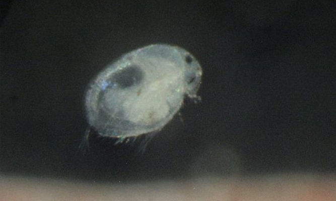 Zooplankton : Macrothrix spinosa - Water Flea - Pani Poka (পানি পোকা)