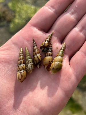 Gastropod : Melanoides tuberculata - Screw snail - প্যাঁচানো শামুক( Pachano shamuk)