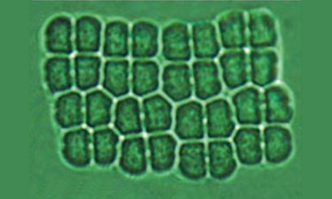 Phytoplankton : Merismopedia angularis - -