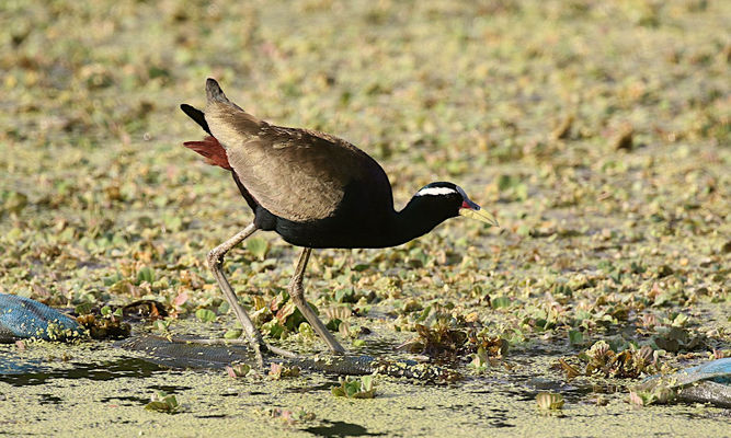 birds : Metopidius indicus - Bronze-winged Jacana - Jolpipi (জলপিপি), Dolpipi(ডল পিপি), Pipi(পিপি)