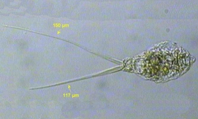 Zooplankton : Monommata sp. - -