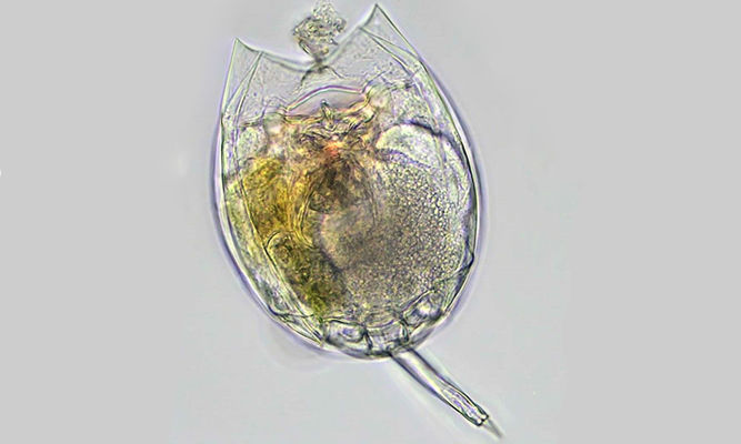 Zooplankton : Monostyla sp. - -