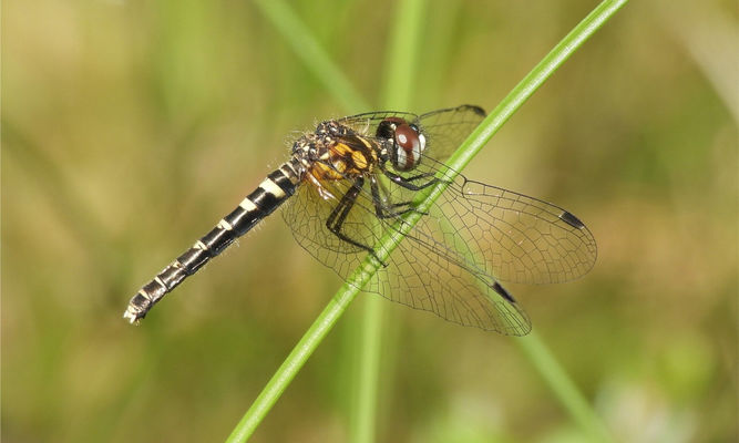 Insects : Nannothemis sp - Elfin Skimmer -
