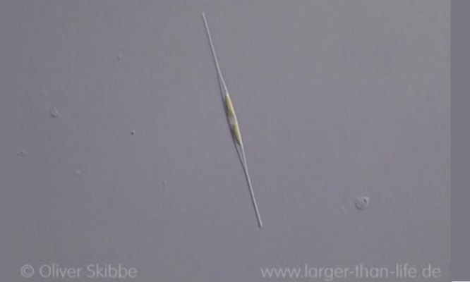 Phytoplankton : Nitzschia acicularis - -