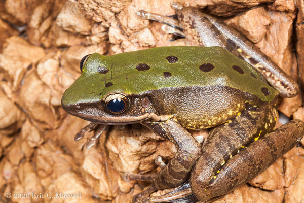 Amphibian : Odorrana chloronota - Chloronate Huia Frog