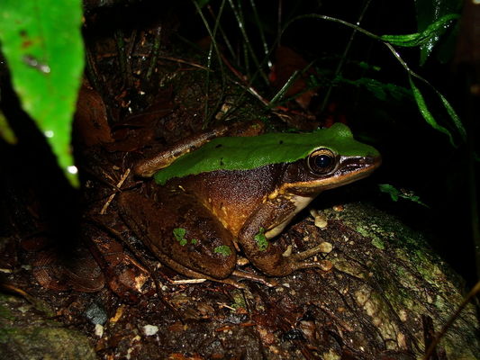 Amphibian : Odorrana livida - Green Cascade Frog - Not Known