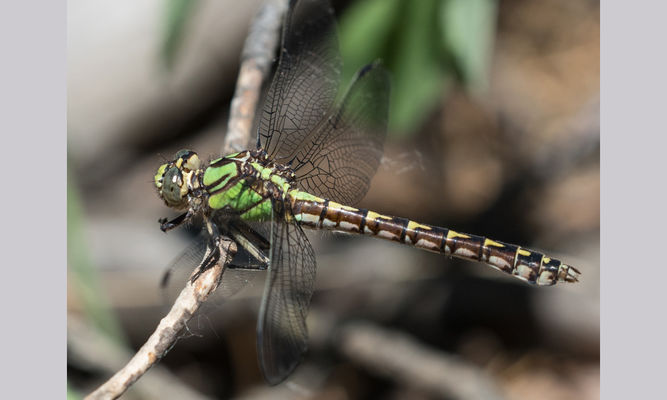 Insects : Ophiogomphus sp - Snaketails -