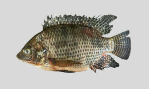 exoticbonyfish : Oreochromis niloticus - Nile tilapia - Telapia (তেলাপিয়া), Nailotika (নাইলোটিকা)