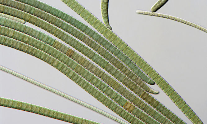 Phytoplankton : Oscillatoria subbrevis - -