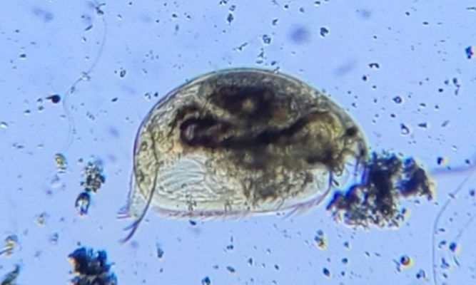 Zooplankton : Oxyurella tenuicaudis - Water Flea - Pani Poka (পানি পোকা)