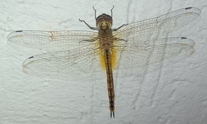 Insects : Pantala flavescens - Globe Skimmer, Wandering Glider -
