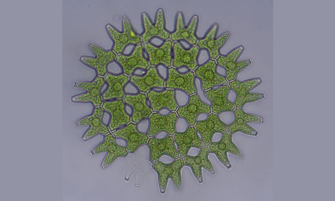 Phytoplankton : Pediastrum duplex - -