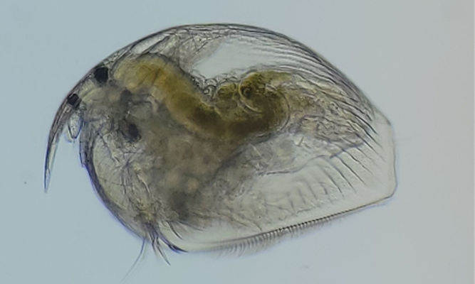 Zooplankton : Picripleuroxus denticulatus - Water Flea - Pani Poka (পানি পোকা)