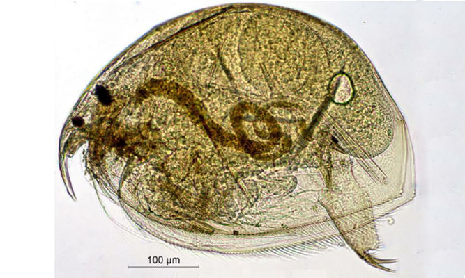 Zooplankton : Picripleuroxus similis - Water Flea - Pani Poka (পানি পোকা)