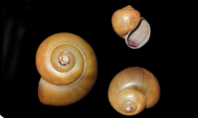 Gastropod : Pila globosa - Common apple-snail - শামুক (Shamuk), বড় শামুক(Bara shamuk)