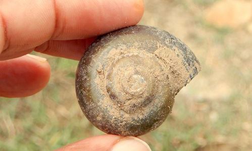 Gastropod : Pila virens - Apple-snail - বড় শামুক( Bara shamuk)