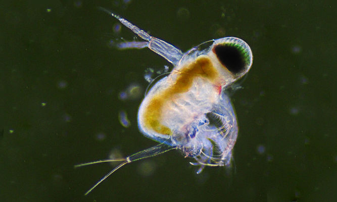 Zooplankton : Polyphemus pediculus - Water Flea - Pani Poka (পানি পোকা)