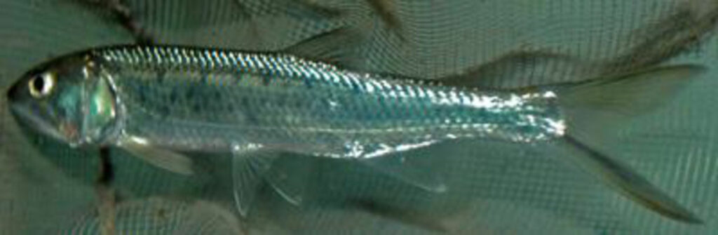 indigenousbonyfish : Raiamas bola - Trout barb - Bol (বোল), Bola (বোলা)