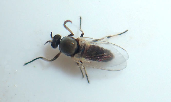 Insects : Simulium sp - Black flies -