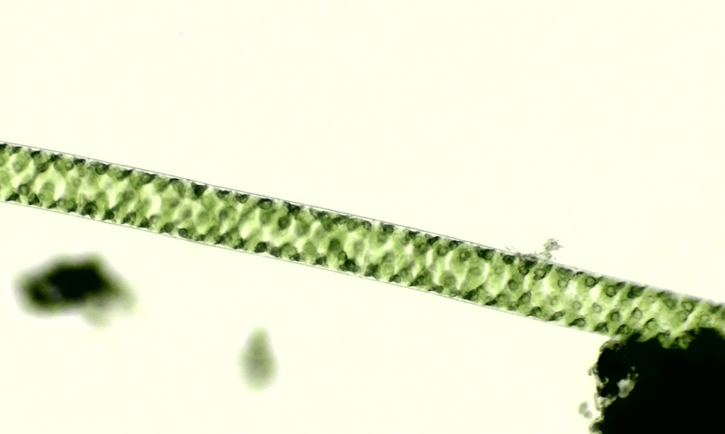 Phytoplankton : Spirogyra minuticrassoidea - -