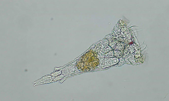 Zooplankton : Synchaeta sp. - -