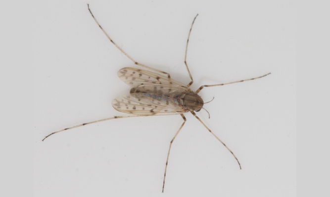 Insects : Tanypus sp - -