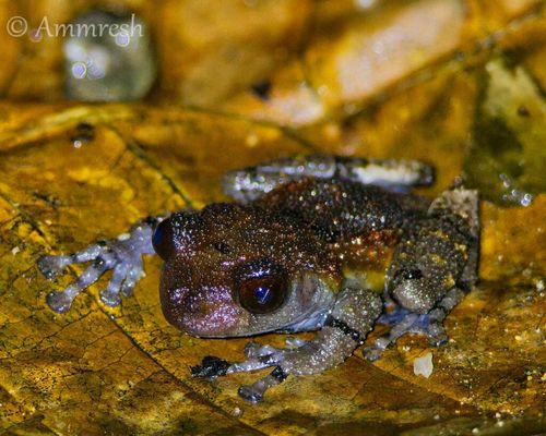 Amphibian : Theloderma asperum - Pied Warty Tree Frog, Hill Garden Bug-eyed Frog, Bird Poop Frog, Warty Tree Frog - Pakhir Bishthha Bang (পাখির বিষ্ঠা ব্যাঙ)