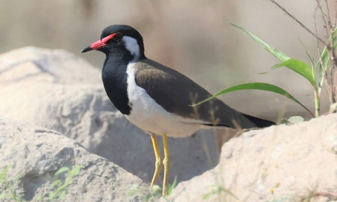 birds : Vanellus indicus - Red-wattled Lapwing - Lal-lotika Hot-Ti-Ti (লা- লতিকা হট-টি-টি), Hot-Ti-Ti (হট- টি_টি)