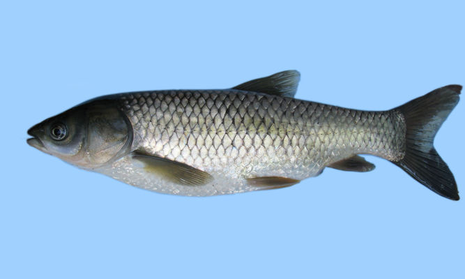 exoticbonyfish : Ctenopharyngodon idella - Grass carp - Grass carp (গ্রাস কার্প), gas carp (গাস কার্প)