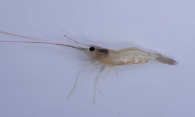 Prawn : Macrobrachium idella - Slender river prawn - Chikna Chingri(চিকনা চিংড়ি)