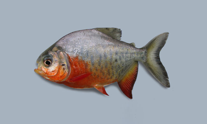 exoticbonyfish : Pygocentrus nattereri - Red piranha, Red-bellied piranha - Manushkheko piranha (মানুষখেকো পিরানহা)